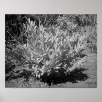 IR Bush 2 Poster