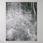 IR Bush posters