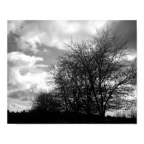 IR Tree and Sky posters