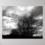 IR Tree and Sky posters