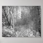 IR Woods posters