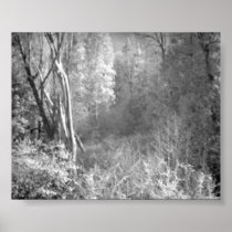 IR Woods Print