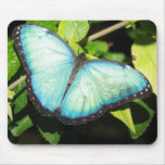 Iridescent Blue Butterfly Mousepad