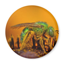 Iridescent Green Sweat Bees magnets
