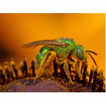 Iridescent Green Sweat Bees Cut Outs