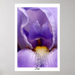 Iris03 Print