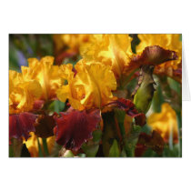 Iris 001 cards