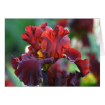 Iris 006 cards