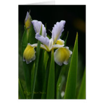 Iris 032 cards
