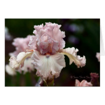 Iris 039 cards