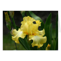 Iris 057 cards
