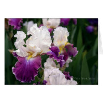 Iris 062 cards