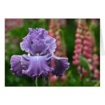 Iris 067 cards