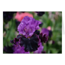 Iris 089 cards