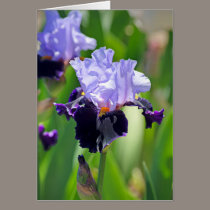 Iris 0992 cards