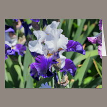 Iris 1039 cards