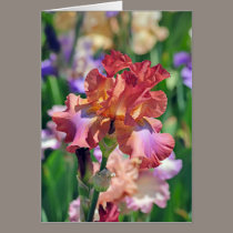 Iris 1042 cards by EarthSmiles Iris 1042 cards