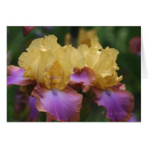 Iris 109 cards
