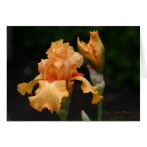 Iris 113 cards