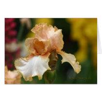 Iris 123 cards