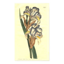 Iris 19th Century Curtis Botanical Illustration posters