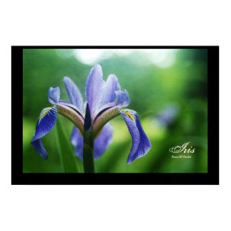 Iris 604 print