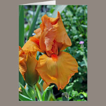 Iris 797 cards