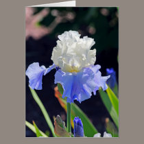 Iris 965 cards by EarthSmiles Iris 965 cards