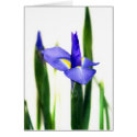 Iris (9781) cards
