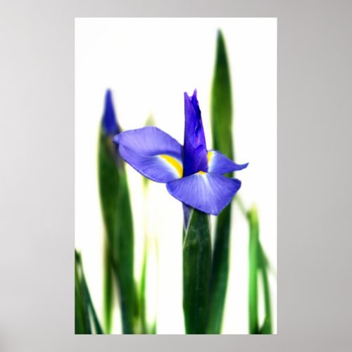 Iris (9781) print