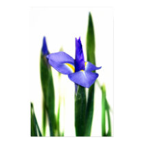 Iris (9781) posters