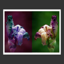 Iris After The Rain II posters