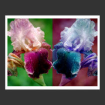 Iris After The Rain posters