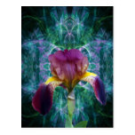 Iris and its meaning postcard