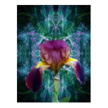 Iris and its meaning postcard