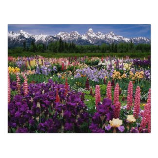 Iris and Lupine garden and Teton Range, Postcards