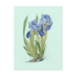 Iris aphylla postcard