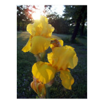 Iris at Dusk posters