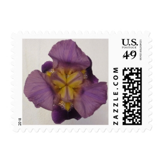 Iris Bearded Purple