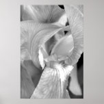 Iris black & white, 2010 Derrick W. Black posters