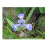 Iris Blue Flag Flower Postcard