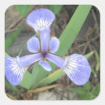 Iris Blue Flag Flower Square Sticker