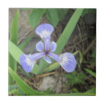 Iris Blue Flag Flower Tile
