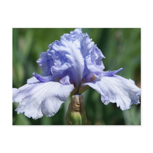 Iris-blue postcard