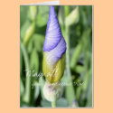 Iris Bud- Wishes cards