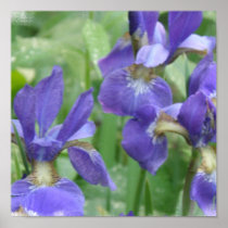 Iris Bulbs Flower Poster
