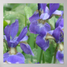 Iris Bulbs Flower Poster