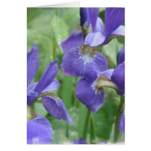 Iris Bulbs Greeting Card