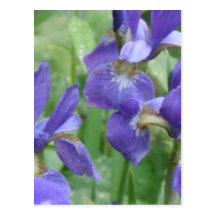 Iris Bulbs Postcard