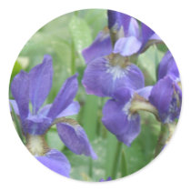 Iris Bulbs Stickers